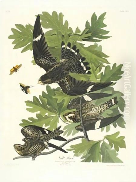 Night Hawk Oil Painting by John James Audubon