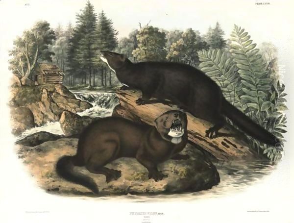 Collared Peccary And Mink Oil Painting by John James Audubon