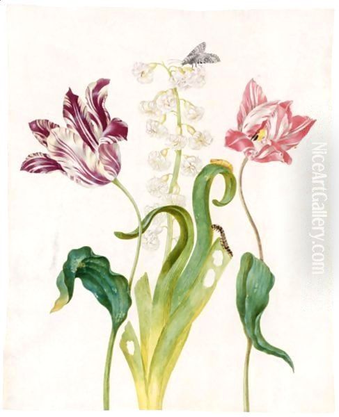 A White And Violet Tulip, A Hyacinth, A White And Red Tulip And A Marbled Tuffett And Its Pupa And Caterpillar Oil Painting by Johanna Helena Herolt Graff