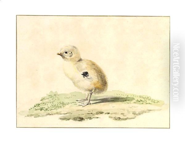 A Newborn Chick Oil Painting by Aert Schouman