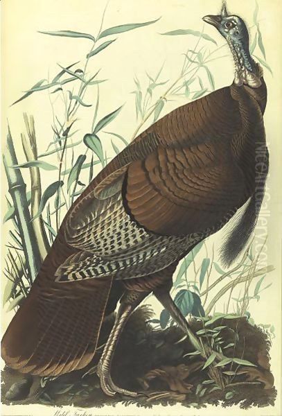 Wild Turkey, Male (Plate 1) Oil Painting by John James Audubon