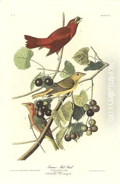 Summer Red Bird (Plate Xliv) Oil Painting by John James Audubon