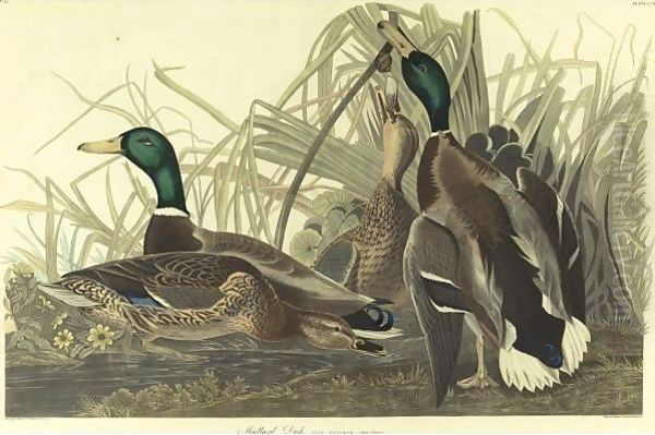 Mallard Duck (Plate 221) Oil Painting by John James Audubon