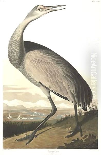 Hooping Crane (Plate Cclxl) Oil Painting by John James Audubon