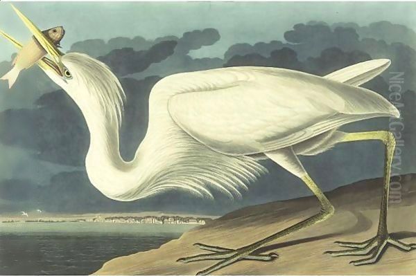 Great White Heron (Plate Cclxxxi) Oil Painting by John James Audubon