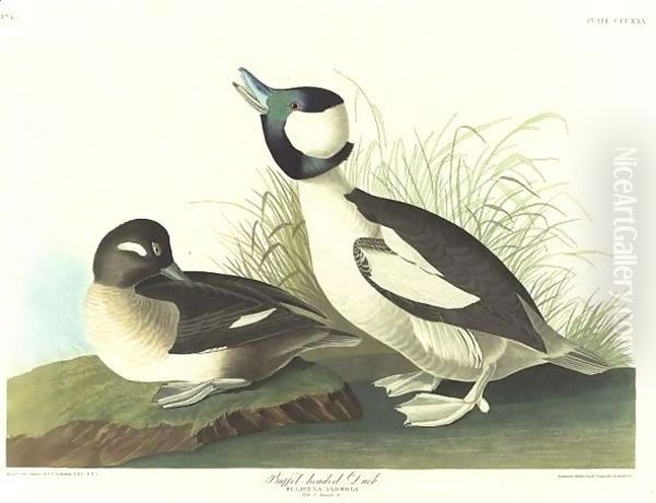 And Buffel-Headed Duck Oil Painting by John James Audubon