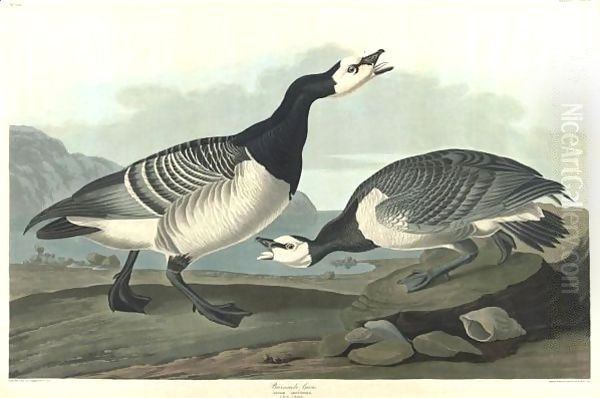 Barnacle Goose (Plate Ccxcvi) Oil Painting by John James Audubon