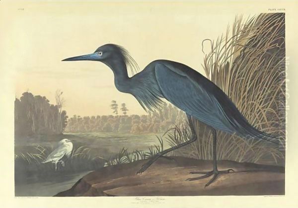 Blue Crane Or Heron (Plate 307) Oil Painting by John James Audubon