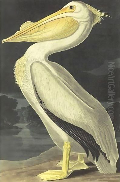 American White Pelican (Plate 311) Oil Painting by John James Audubon