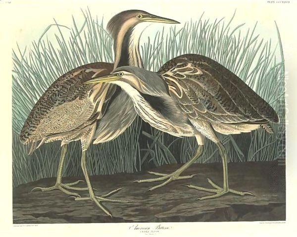 American Bittern Oil Painting by John James Audubon