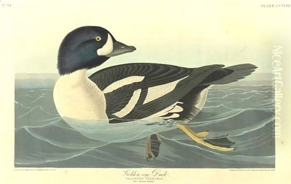 Golden-Eye Duck Oil Painting by John James Audubon