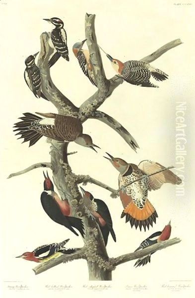 Hairy Woodpecker (Plate 416) Oil Painting by John James Audubon