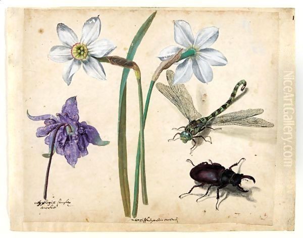 A Sheet Of Studies Of Flowers And Insects Two Narcissi And A Columbine, With A Dragonfly And A Stag Beetle Oil Painting by Jacques (de Morgues) Le Moyne