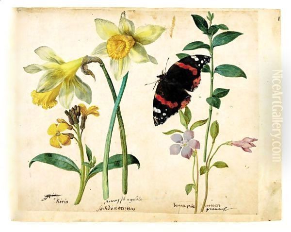 A Sheet Of Studies Of Flowers A Gilliflower, Two Wild Daffodils, A Lesser Periwinkle And A Red Admiral Butterfly Oil Painting by Jacques (de Morgues) Le Moyne