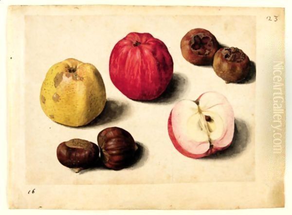 A Sheet Of Studies Of Fruits Apples, Chestnuts And Medlars Oil Painting by Jacques (de Morgues) Le Moyne