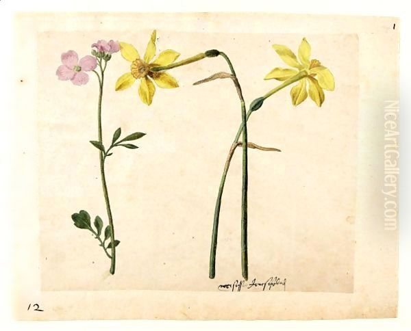 A Sheet Of Studies Of Flowers Two Narcissi And A Lady's Smock Oil Painting by Jacques (de Morgues) Le Moyne