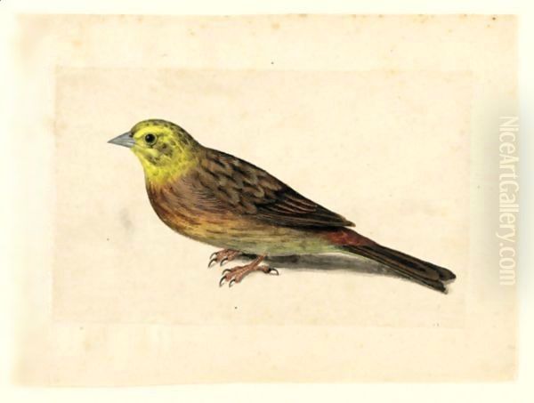 Study Of A Yellowhammer Oil Painting by Jacques (de Morgues) Le Moyne