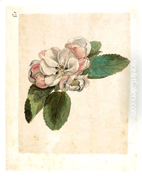 Study Of An Apple Blossom Oil Painting by Jacques (de Morgues) Le Moyne