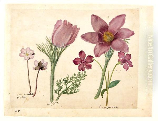 A Sheet Of Studies Of Flowers A Liverwort, Two Pasque Flowers And A Lesser Periwinkle Oil Painting by Jacques (de Morgues) Le Moyne