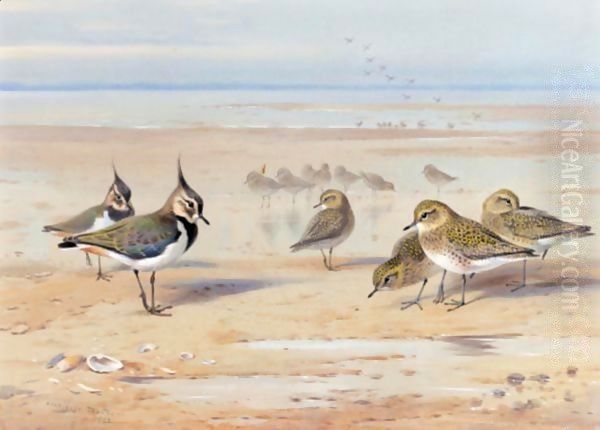 Lapwing And Golden Plover Oil Painting by Archibald Thorburn