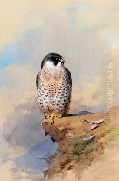 A Peregrine Falcon Oil Painting by Archibald Thorburn