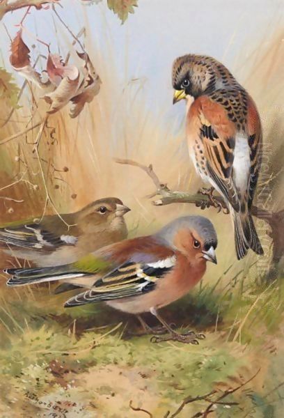 A Brambling And A Pair Of Chaffinches Oil Painting by Archibald Thorburn