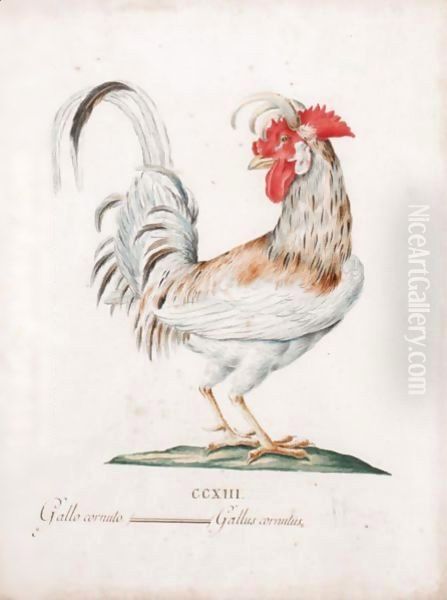 Gallo Cornuto Oil Painting by Italian School