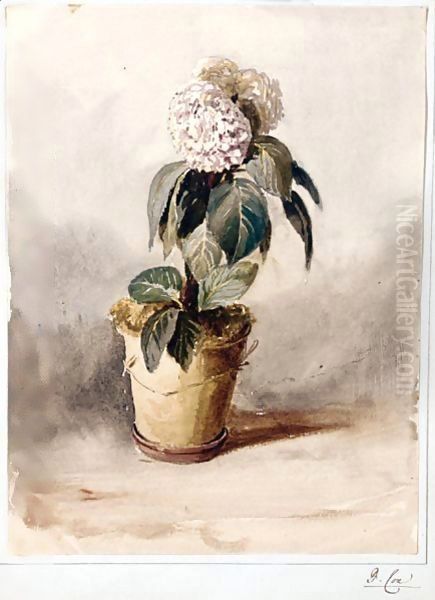 Still-Life Of A Hydrangea Oil Painting by David Cox