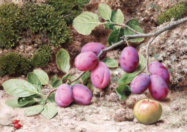 Bough Of Plums Oil Painting by John Sherrin