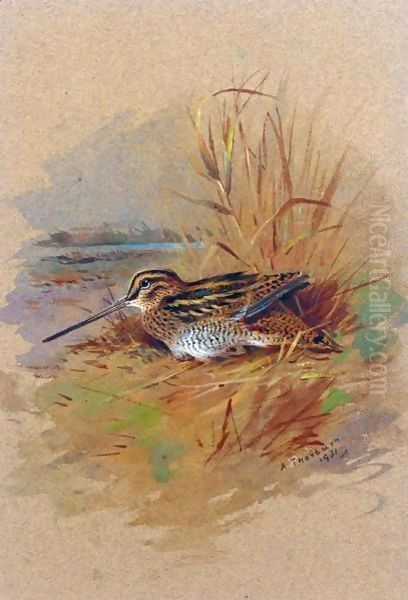 A Snipe Sheltering Oil Painting by Archibald Thorburn