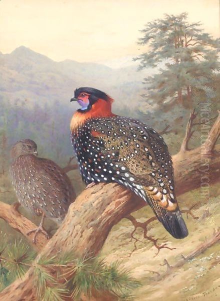 A Pair Of Western Tragopans Oil Painting by Archibald Thorburn