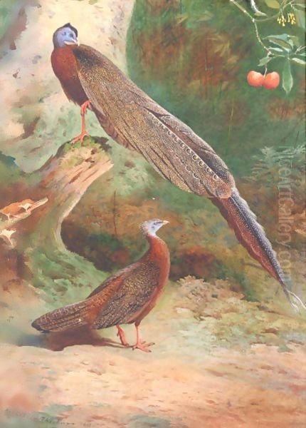 A Pair Of Malay Arguses Oil Painting by Archibald Thorburn