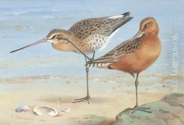 A Pair Of Bar-Tailed Godwit Oil Painting by Archibald Thorburn