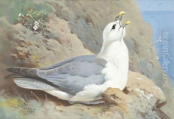 A Fulmar Petrel Oil Painting by Archibald Thorburn