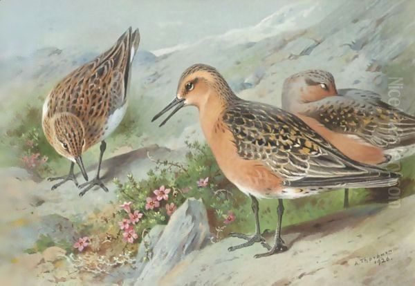 A Trio Of Knots Oil Painting by Archibald Thorburn