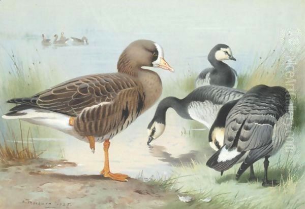 A White-Fronted Goose And Barnacle Geese Oil Painting by Archibald Thorburn