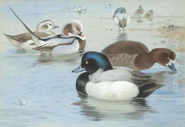 A Pair Of Long-Tailed Ducks And A Pair Of Scaup Oil Painting by Archibald Thorburn