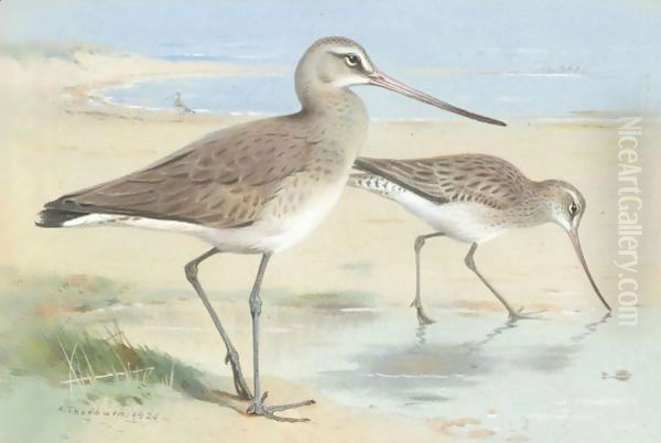 A Pair Of Black-Tailed Godwit Oil Painting by Archibald Thorburn