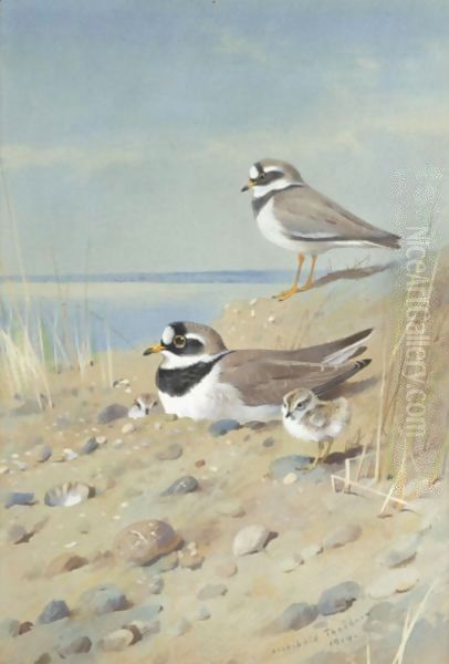 Ringed Plover And Their Young On The Shore Oil Painting by Archibald Thorburn