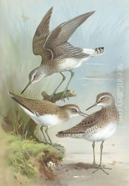 Sandpipers Oil Painting by Archibald Thorburn