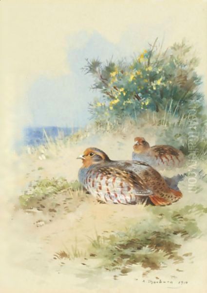 A Brace Of Grey Partridges Oil Painting by Archibald Thorburn