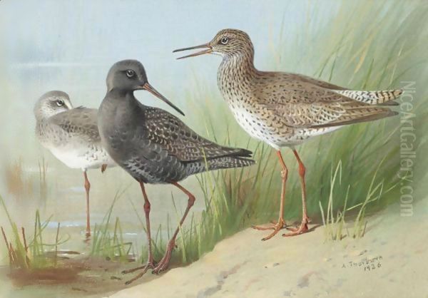 A Trio Of Redshank Oil Painting by Archibald Thorburn