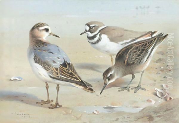 A Knot, A Sandpiper And A Little Ringed Plover Oil Painting by Archibald Thorburn