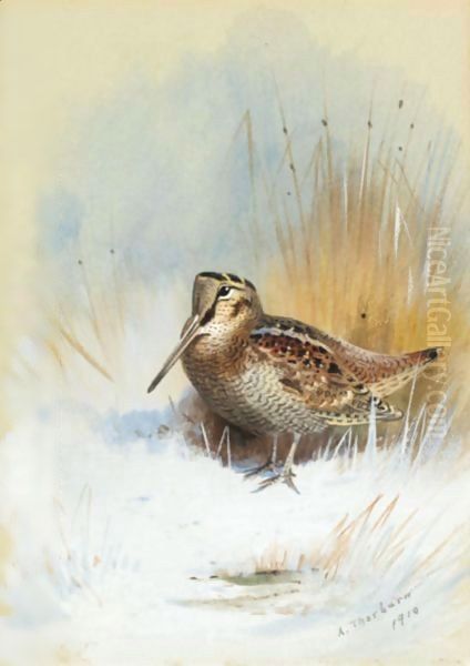 A Woodcock Oil Painting by Archibald Thorburn