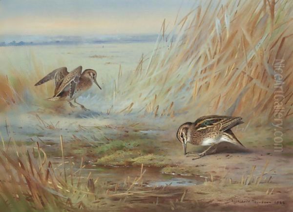 Common Snipe On Marshland Oil Painting by Archibald Thorburn