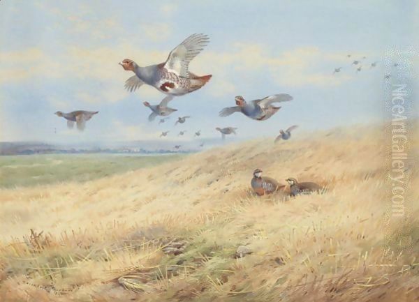 Grey Partridges In Flight Oil Painting by Archibald Thorburn