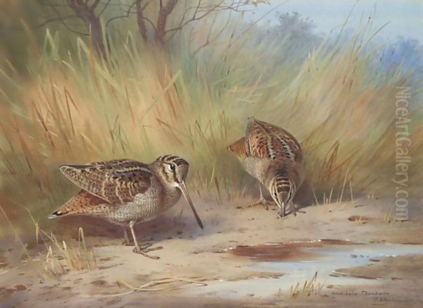 A Pair Of Woodcock Oil Painting by Archibald Thorburn