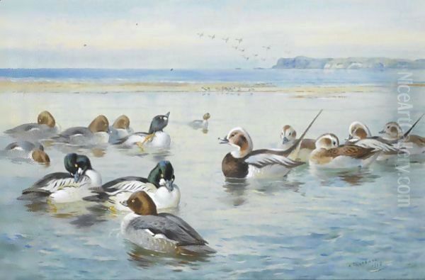 Goldeneyes And Longtails Oil Painting by Archibald Thorburn