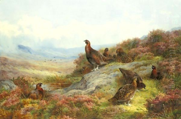 Red Grouse In A Landscape Oil Painting by Archibald Thorburn