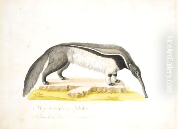 An Anteater Oil Painting by Franz Anton von Scheidel